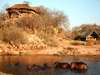 Ruaha River Lodge - Wildlife 